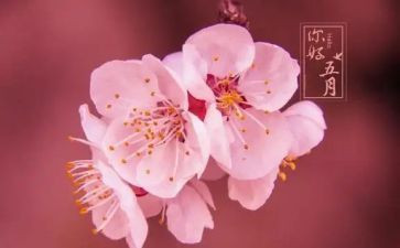 幼儿园五月份月总结8篇