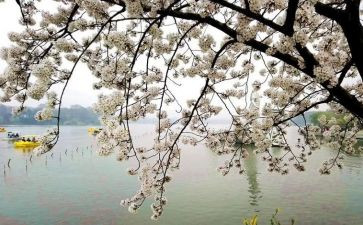 《我又想起你》作文5篇