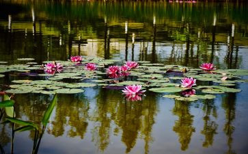 池上小池教案7篇