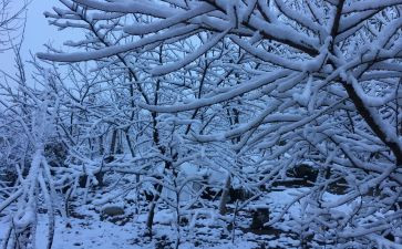 讲下雪了的作文6篇