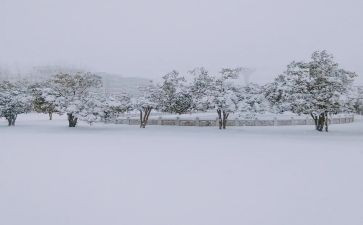讲下雪了的作文最新5篇