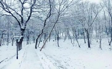 初中下雪的作文6篇