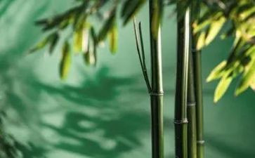 写物作文600字优秀8篇