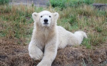 中班语言小熊的尾巴教案5篇