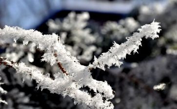 故乡的雪500字作文模板6篇