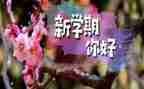 护理每学期自我鉴定5篇