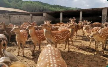 合同猪养殖合同5篇