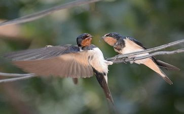 《燕子》教学反思8篇
