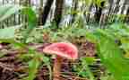 野生菌宣传活动总结6篇