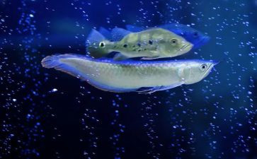 钓鱼王读后感模板6篇