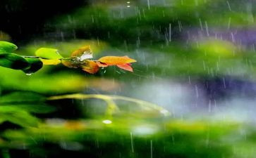 秋天的雨读后感范文6篇