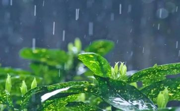 雨的故事读后感6篇