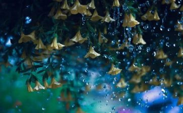 暮春的雨作文7篇