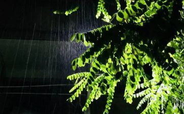 小学生描写雨的作文参考6篇