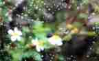 写春雨的作文600字初中作文5篇