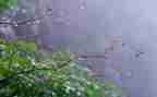 大班秋天的雨教案通用6篇