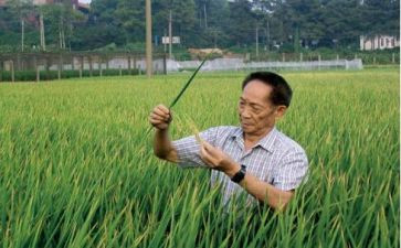 关于袁隆平的小作文200字8篇