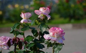 月季花作文100字参考5篇