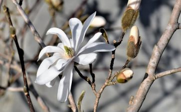 玉兰花玉兰花作文6篇