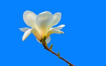 玉兰花玉兰花作文5篇