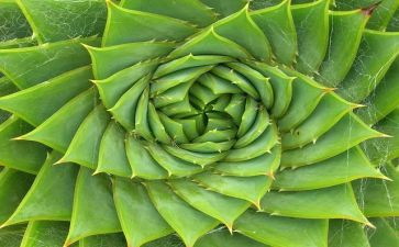 小学生植物作文7篇