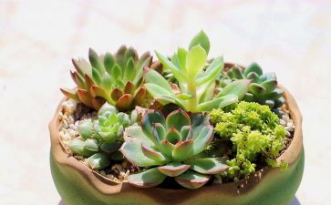 关于植物的作文参考7篇