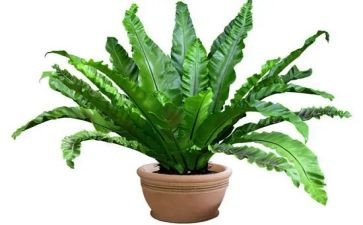 游植物园作文600字8篇
