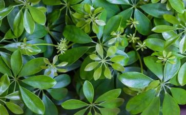 养植物的作文优秀7篇