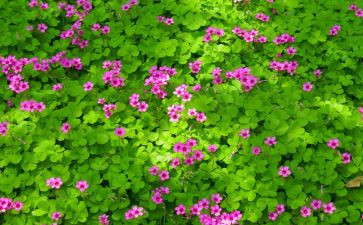 关于植物的作文300字优质5篇