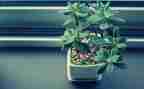 观查植物的作文300字优秀5篇