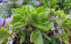 植物教学反思5篇