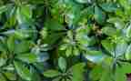 养植物的作文优秀7篇