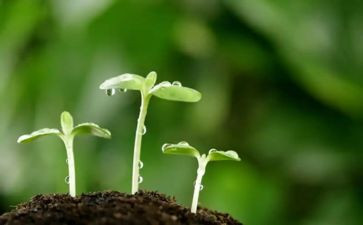做一粒什的种子作文推荐8篇