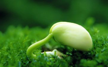一粒种子的后感读后感最新6篇