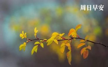 周末的作文500字5篇