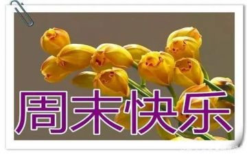 周末我做主作文8篇