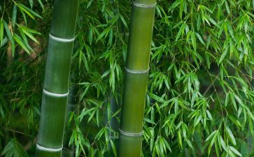 游竹林作文300字8篇
