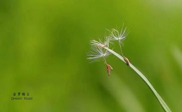 追梦者的演讲稿5篇
